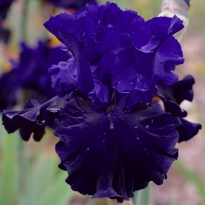 Éclipse De Mai (Cayeux, 2009)